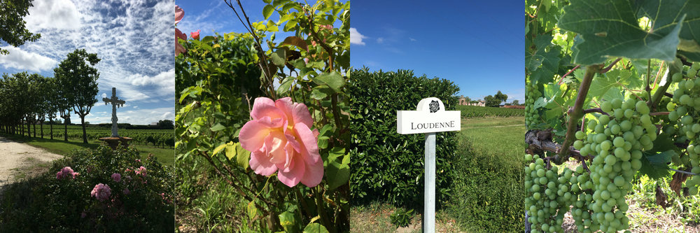 MEDOC FRANCE PINK ROSES